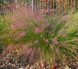 Pink Muhlygrass