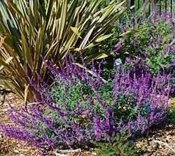 Mexican Bush Sage