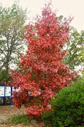 Scarlet Oak