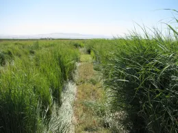 canon-download_502_2012 001