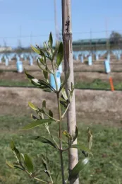 olive orchard Hanson UCD