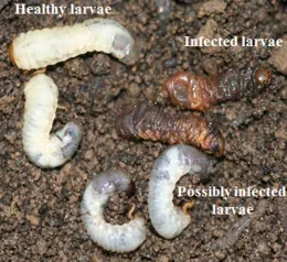 Healthy vs. Nematode infected grubs