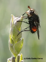 This tachnid fly is both a parasitoid and apollinator. This is a female of the Peleteria species (Photo by Kathy Keatley Garvey)