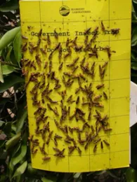 Yellow Sticky Trap with GWSS