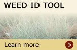 weed_id_tool