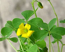 yellow oxalis