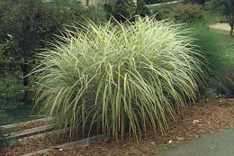 Ornamental Grasses