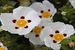 Mediterranean Garden