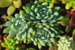 Succulent Garden