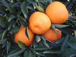 Citrus