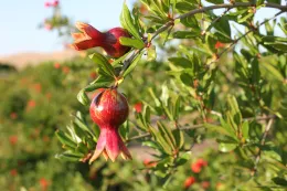 Pomegranates