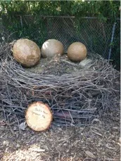 Bird Nest with Eggs