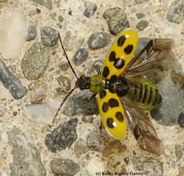 A spotted cucumber beetle about to take flight. (Photo by Kathy Keatley Garvey)