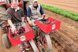 Mechancial transplanting of lettuce