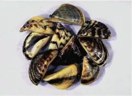 zebra mussels 150