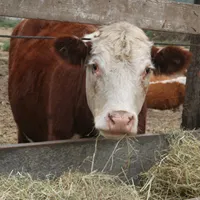 Beef Cattle