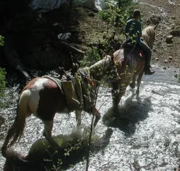 Photo courtesy of US Forest Service