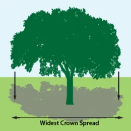 Sketch of tree crown projection