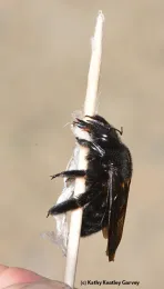 The remains of a female Valley carpenter bee that the banded garden spider caught, as shown on a toothpick. Note the silk wrap. (Photo by Kathy Keatley Garvey)