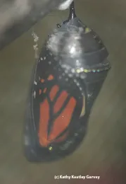 The green-jade chrysalis turns transparent just before the butterfly ecloses. This one iwas a male. (Photo by Kathy Keatley Garvey)