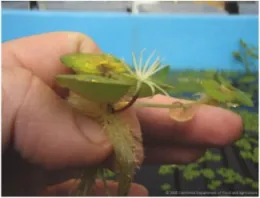 South American spongeplant