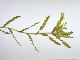 Curlyleaf pondweed
