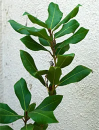 Laurus nobilis