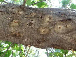 Wet staining on Coast live oak from PSHB boring. Source: Akif Eskalen, UCANR