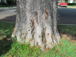 Koelreuteria species respond to PSHB attack by gumming. Source: Akif Eskalen UCANR