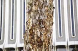 Heavy staining from PSHB activity on Mexican sycamore. Source: Monica Dimson, UCCE