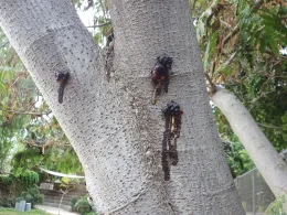 Dark gumming on mimosa/silk tree in response to PSHB attack. Source: Monica Dimson, UCCE