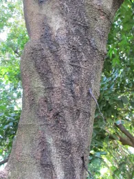 Gumming and staining on Moreton Bay chestnut. Source: Akif Eskalen, UCANR