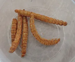 Humans engaging in entomophagy often eat mealworms. They are commonly fed to captive reptiles and amphibians. (Photo by Kathy Keatley Garvey)