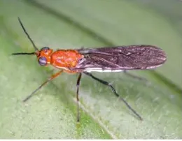 This insect, genus: Lagenosoma and family, Therevidae, needs a species name.