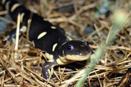 CA Tiger Salamander