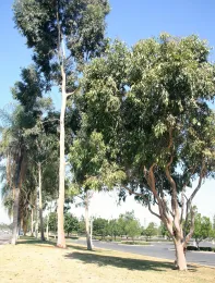 Trees are performing well, turf is dead or dormant after about 60 days without water