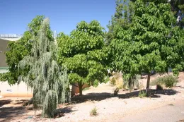 Trees planting with canopies covering less than 80 percent of the ground