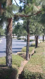 TreeShrubMix2-2015_IMG_0082_LoRes