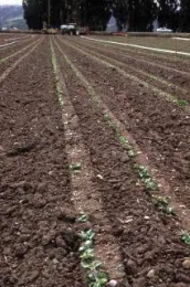 Photo 4. Uncultivated band