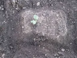 Photo 5. Uncultivated ‘island' around keeper plant