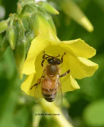 A honey bee foraging on oxalis, a sure sign of spring. (Photo by Kathy Keatley Garvey)