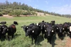 Cattle