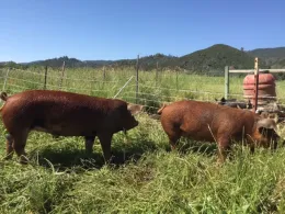 Red Wattle on pernnial pasture_Pasture 42