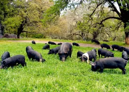 grazing under oaks_magruders