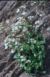 ageratina adenophora1