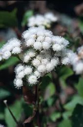 ageratina adenophora2