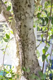 PSHB symptoms on a shiny Xylosma, also called dense logwood. Source: Monica Dimson, UCCE