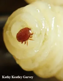 Varroa mite on a honey bee (drone) pupa. (Photo by Kathy Keatley Garvey)