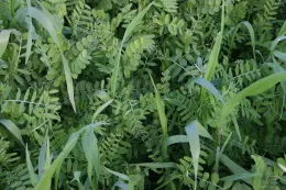 Closeup photo of cover crop
