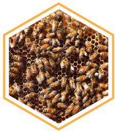bee_health_hex-01